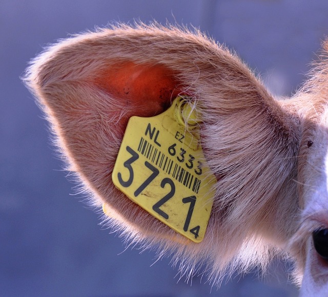 skin tag