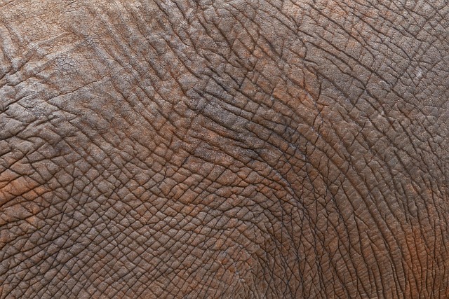 skin tag