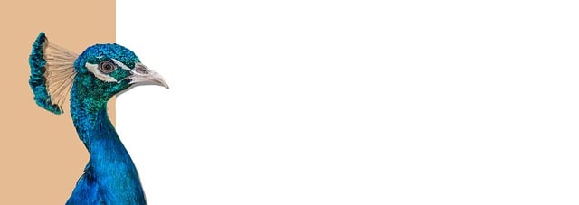 npressfetimg-2764.png