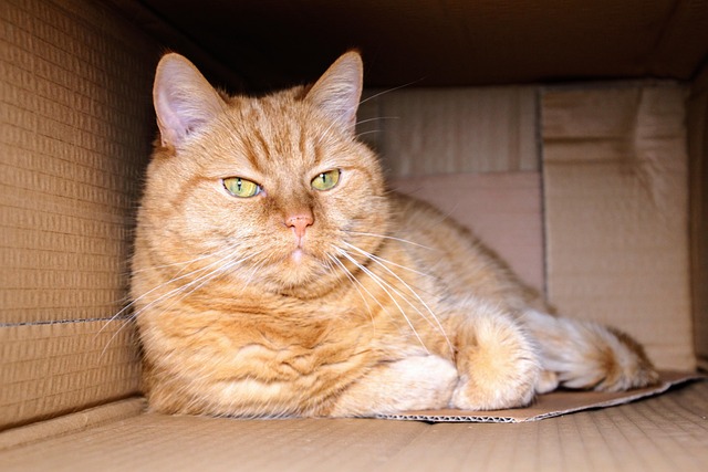 full house clearance package