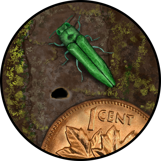 non invasive wart removal method