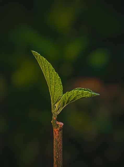 eco friendly house clearance service