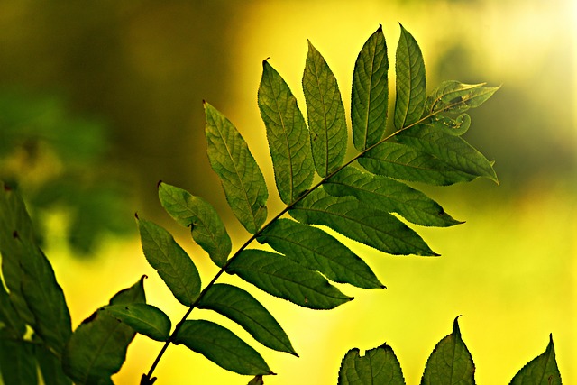 eco friendly house clearance service
