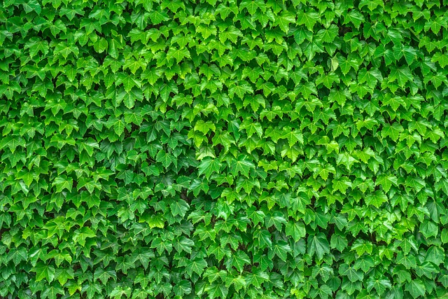 Sustainable House Clearance: Eco-Friendly Services Near You