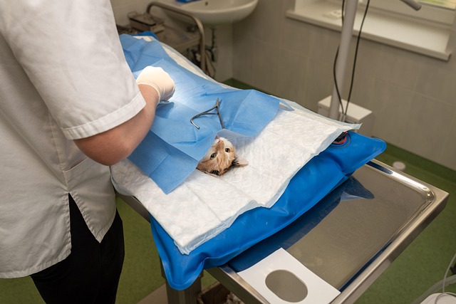 surgical wart removal procedure