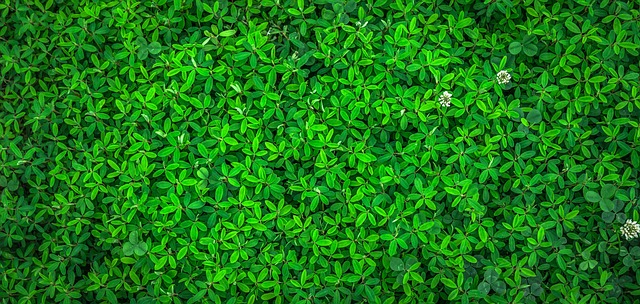 eco friendly house clearance service