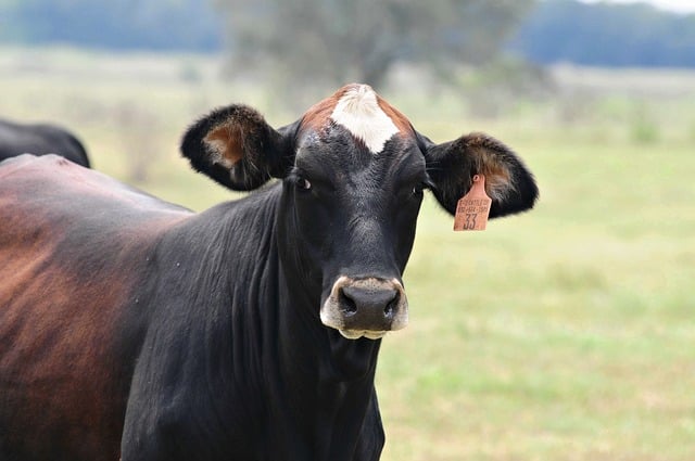 skin tag