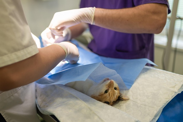experienced wart removal surgeon
