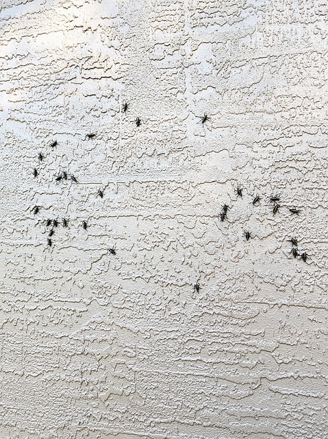 non invasive wart removal method