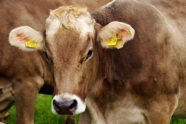 skin tag