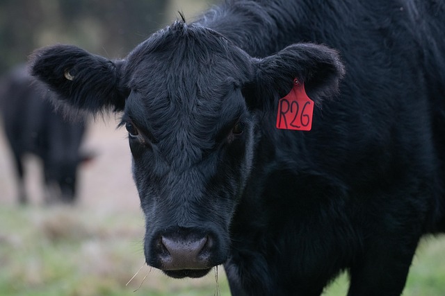 skin tag
