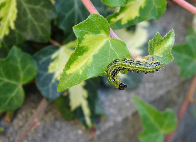 non invasive wart removal method