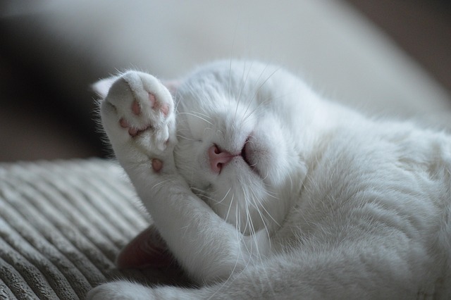 gentle wart removal procedure