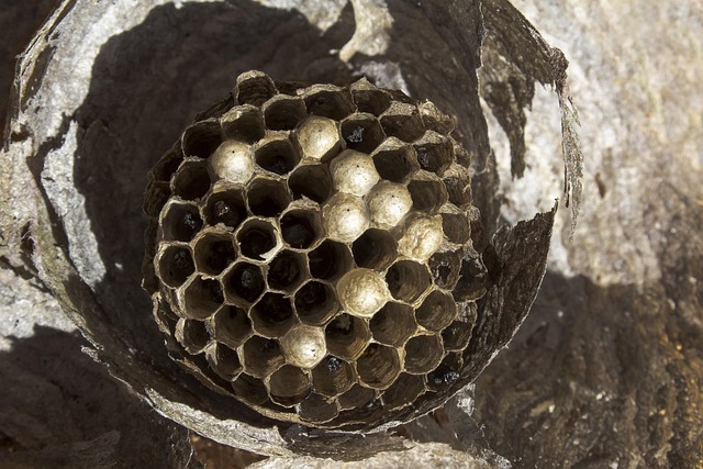 empty house