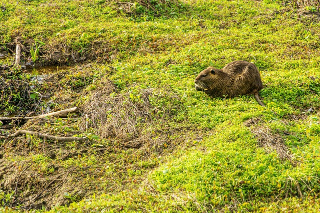 Non-Invasive Wart Removal: Step-by-Step Guide to Clear Warts Naturally