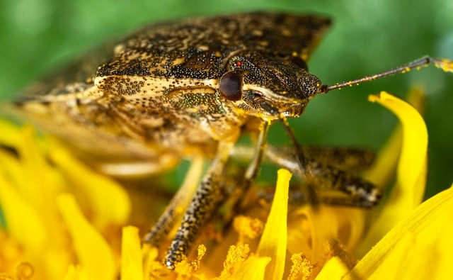 non invasive wart removal method