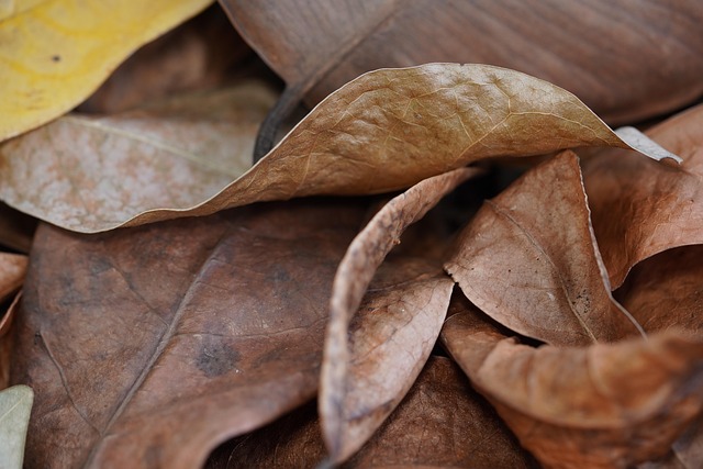 Bereavement House Clearance: Professional Support for Healing