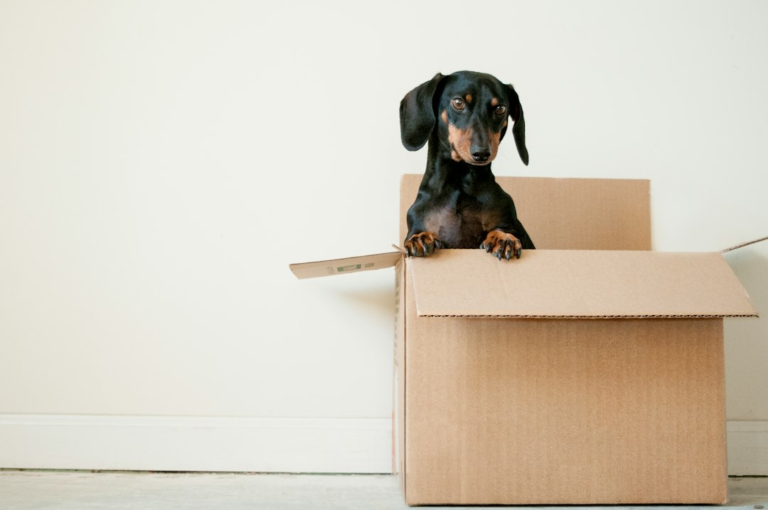 moving boxes
